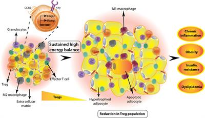 Emerging Functions of Regulatory T Cells in Tissue Homeostasis